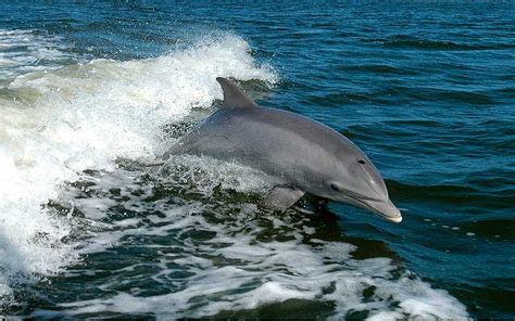 Dolphin Behavior | Dolphins World