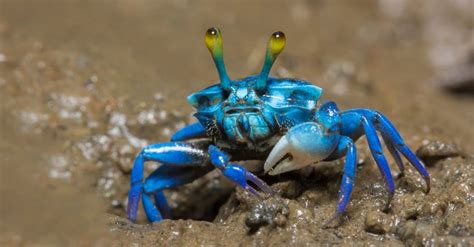 Fiddler Crab Pictures - AZ Animals