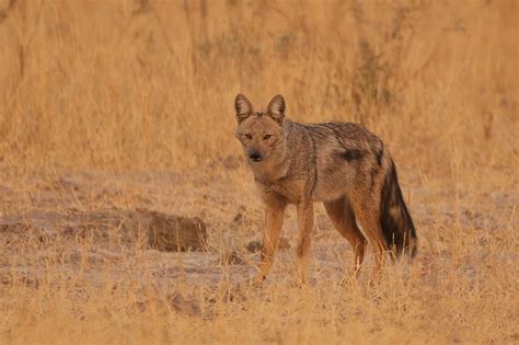 Side-Striped Jackal | Sean Crane Photography