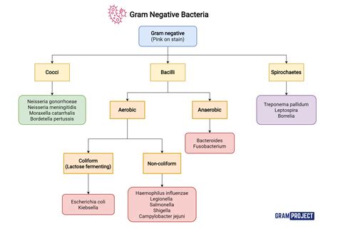 Gram Negative Bacteria Chart