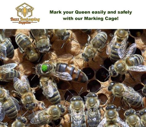 Queen Bee Marking Pens – POSCA Markers – Buzz Beekeeping Supplies