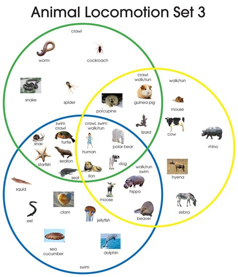 Animal Locomotion – Montessori Materials by Lakeview