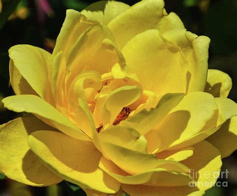 Lasting Peace Rose Photograph by Cindy Treger - Pixels