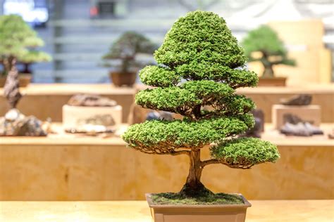 Formal Upright Bonsai Style (Chokkan) - Simple Bonsai Care