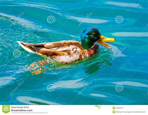El pato imagen de archivo. Imagen de suizo, agua, parque - 23625519