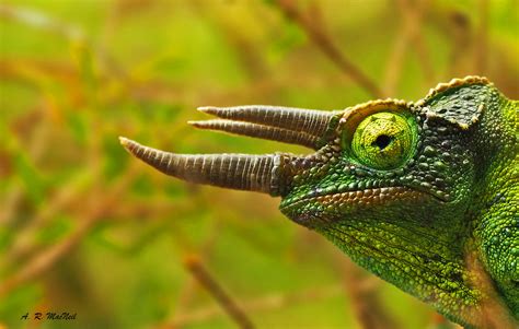 Goodinfo: Chameleon Eye Close Up