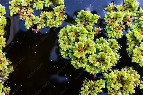 green floating Azolla Pinnata or Azolla microphylla at organic farm ...