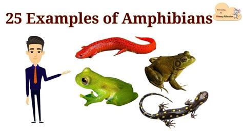 25 Examples of Amphibians || List of Amphibians with Picture in 2022 | Amphibians, Primary ...