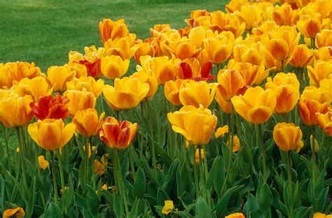 14 Types of Tulips for Your Garden