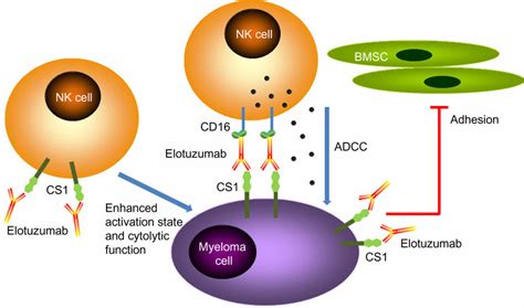 Temozolomide Mechanism Of Action