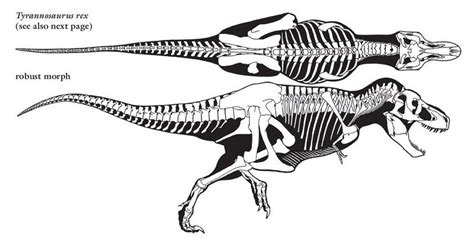 T rex, Anatomie animale, Dinosaure