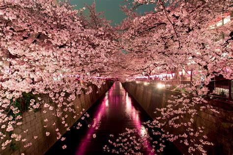 Sakura Season: How To Plan Perfect Cherry Blossom Trips To Japan... | God Save The Points