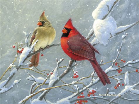 Cardinals In The Snow Wallpaper (58+ images)