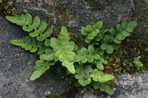 evergreen ferns | Posted in Evergreen Ferns , P (Latin) , W (Common ...