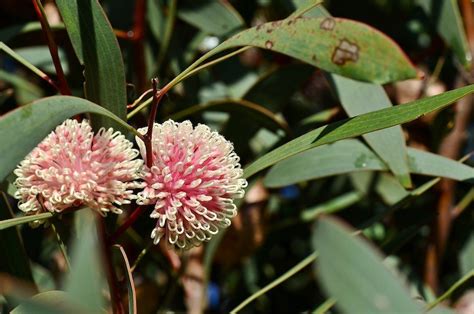 Grow Guide: Hakea Laurina (Pincushion Hakea) | Ultimate Backyard