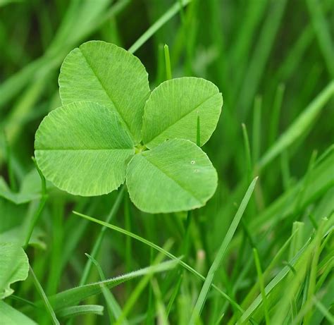 four-leaf-clover-711625_1280 | Ireland Before You Die