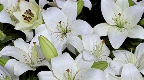 White Lily Wallpapers - Top Free White Lily Backgrounds - WallpaperAccess