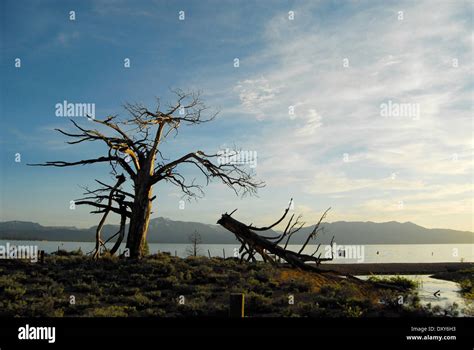 Dead Tree in Sunset Lake Tahoe, Nevada Beach Stock Photo - Alamy