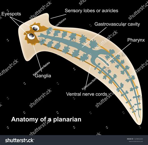 Anatomy Planarian Stock Vector (Royalty Free) 1229842264 | Shutterstock