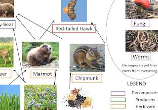 My Reference: Grizzly Bear - Diet Of A Bear