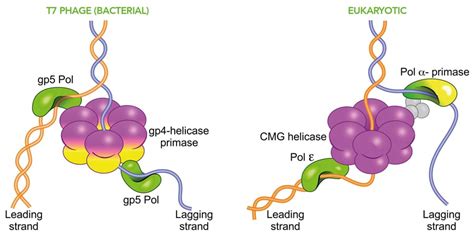 DNA replication: Unravelling the secrets of the replisome - Research Outreach