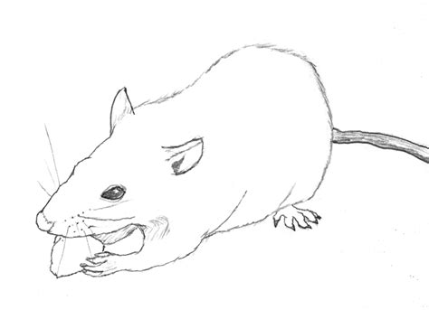 Rat Pencil Drawing: A Step-by-Step Guide for Beginners