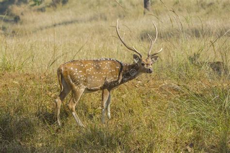 Male Chital Deer with Velvet Antlers in Sun Stock Photo - Image of cervidae, herbivore: 134078276