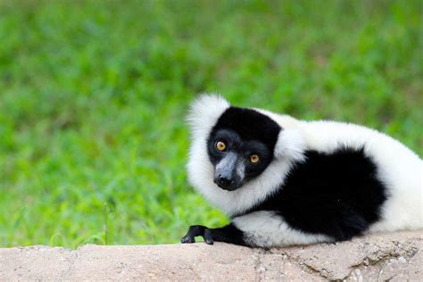 Black and White Ruffed Lemur | Tulsa Zoo