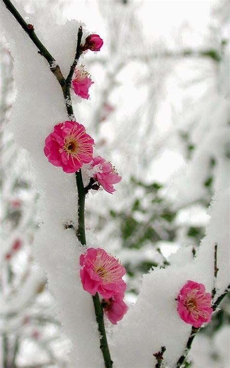 Snowy Flowers ~ Dreamy Nature | Flowers photography, Winter garden, Flowers