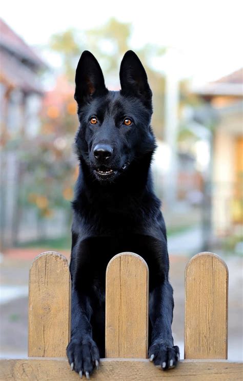 The Black German Shepherd: A Guide To This Rare Dog - K9 Web