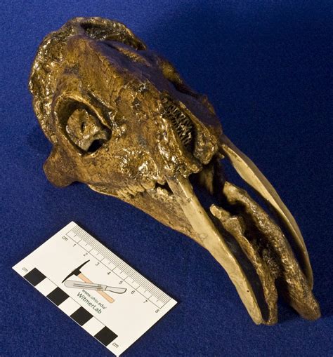 WitmerLab Dinosaur Skull Collection:thylacosmilus