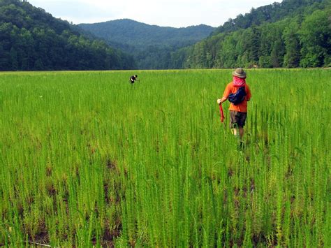 Gorges State Park 015 | Backpacking with Todd & Paul - Gorge… | Flickr