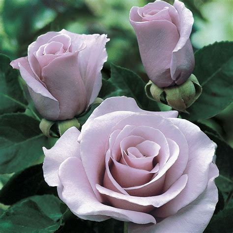 Sterling Silver 36-inch Tree Rose - Bareroot at Jackson and Perkins ...