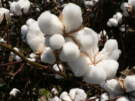 cotton-plant - Mom it ForwardMom it Forward