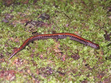 Nature ID: CA slender salamander ~ 03/03/14 ~ Purisima Creek