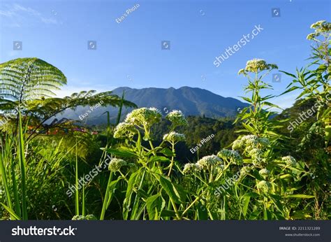 Mountain Gede Pangrango: Over 1,347 Royalty-Free Licensable Stock Photos | Shutterstock