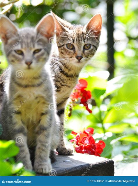 Cute kittens in garden stock image. Image of flowers - 151713661