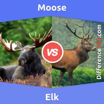 Moose vs. Elk: 5 Key Differences, Pros & Cons, Similarities | Difference 101