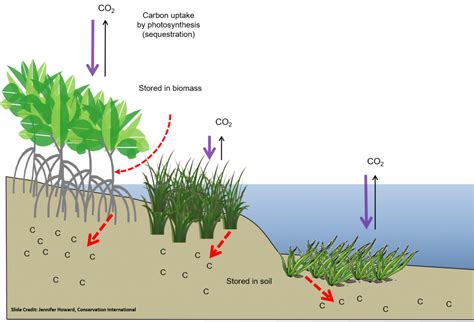 Blue Carbon Science & Projects - Restore America's Estuaries