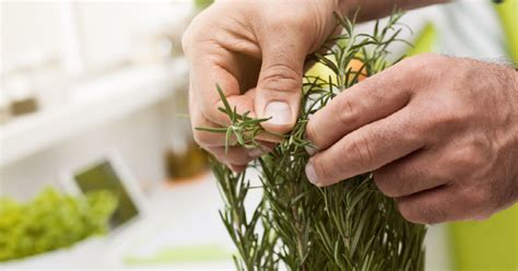 Propagating Rosemary: A Step-by-Step Guide to Growing More of This Fragrant Herb – Self Gardener