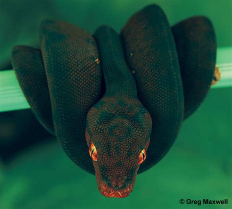 Green Tree Python Care - Reptiles Magazine