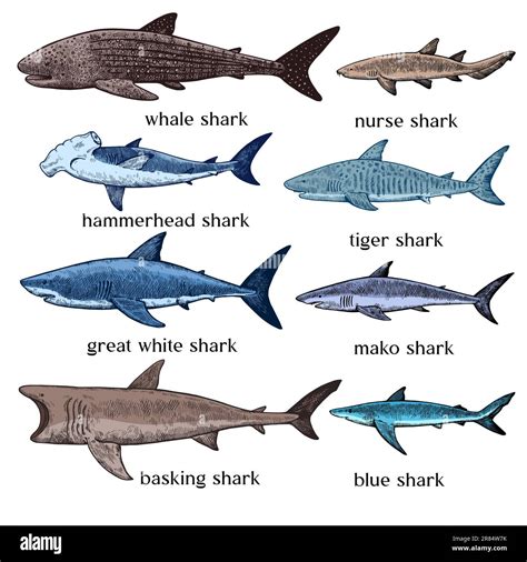 Types of sharks. Big set of hand drawn ink illustrations in retro ...