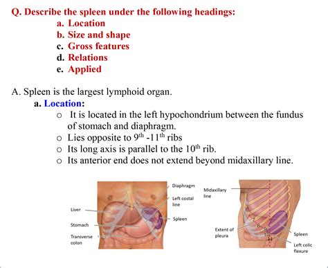 Spleen - Anatomy QA