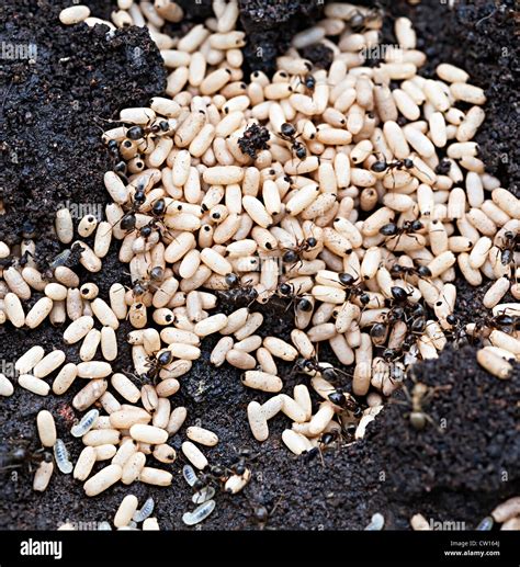 Black ants nest eggs in hi-res stock photography and images - Alamy