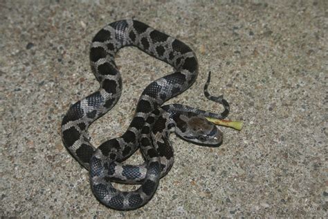 Black Rat Snake (Pantherophis obsoletus) - Psychotic Nature