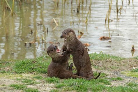 British Wildlife Centre ~ Keeper's Blog: Otters Playing