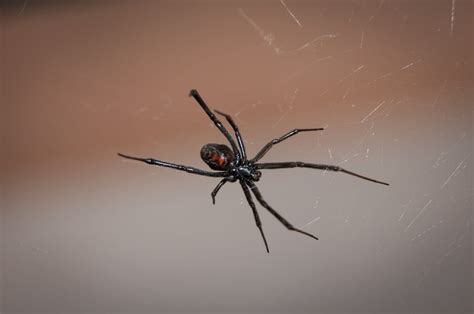 The Black Widow Spider - ABC Termite & Pest Control