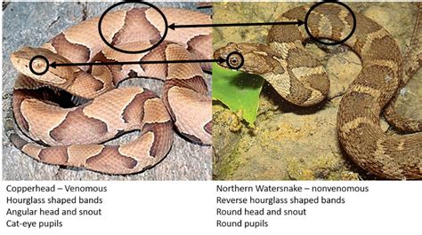 Comparison of Copperhead and Northern Watersnake ©Suzanne Collins » Bella Vista Property Owners ...