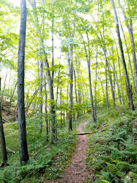 Hiking in Ole Bull State Park in Potter County, PA - Uncovering PA