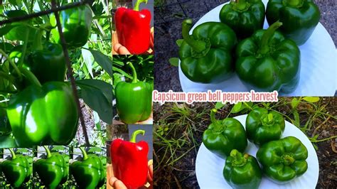 Bell Pepper Harvest | When To Harvest Bell Peppers | Bell Pepper ...